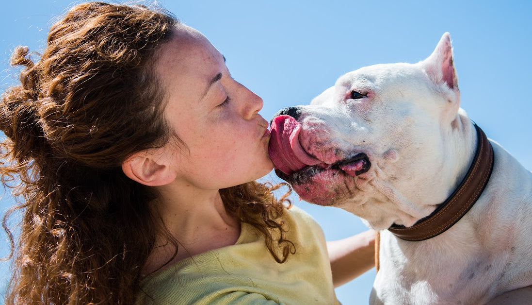 best dental chews for pitbulls