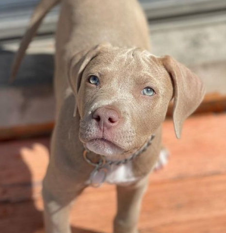 Blue hot sale puppy pitbull