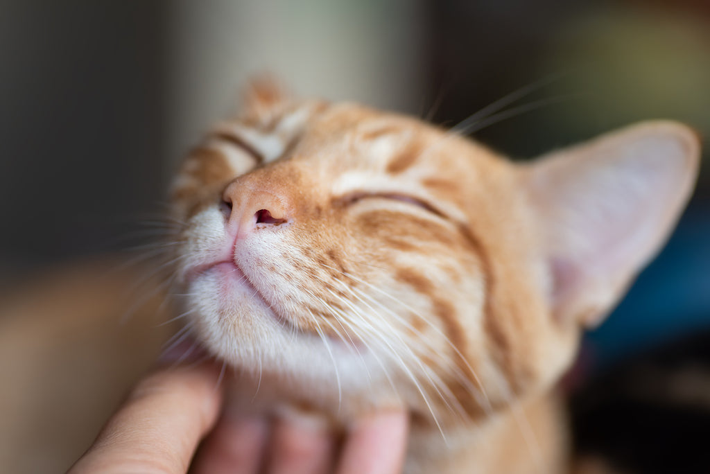 what is feline acne