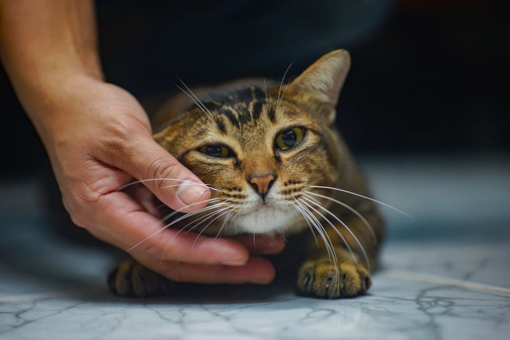 Feline Acne Treatments