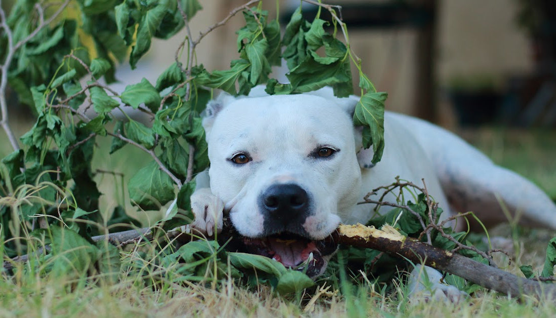 pitbull chewing on branch