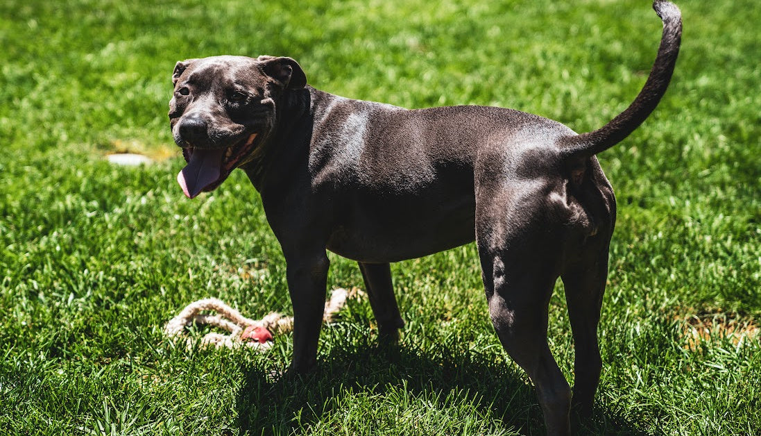 probiotics for itchy pitbulls