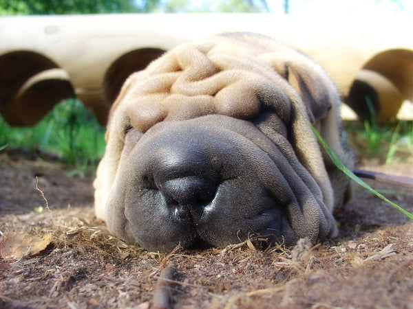 Shar Pei Dog in Dirt