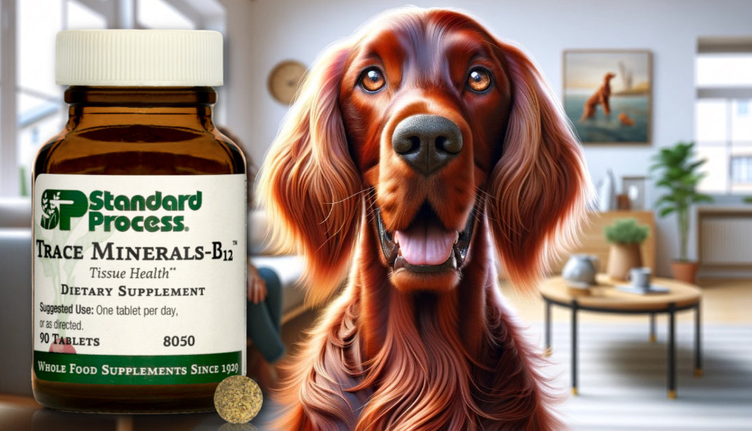 trace minerals-b12 for dogs Journeys Holistic Life