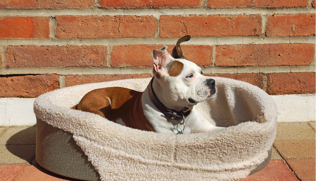 training pitbull to use bed