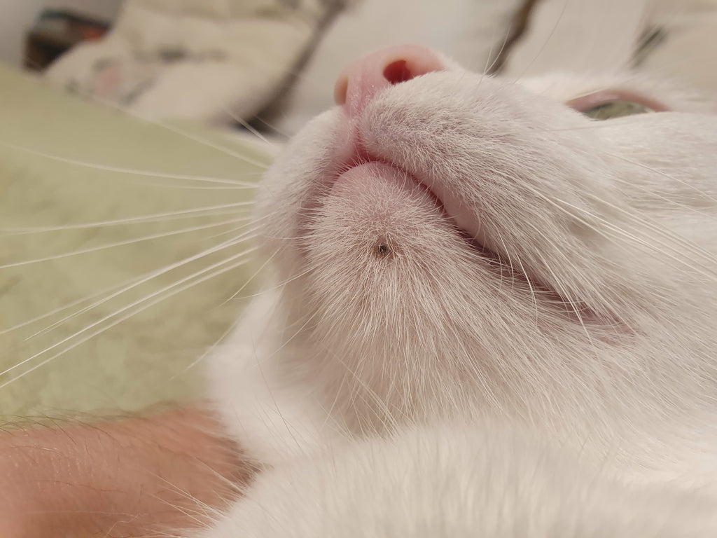 bumps on cat's chin