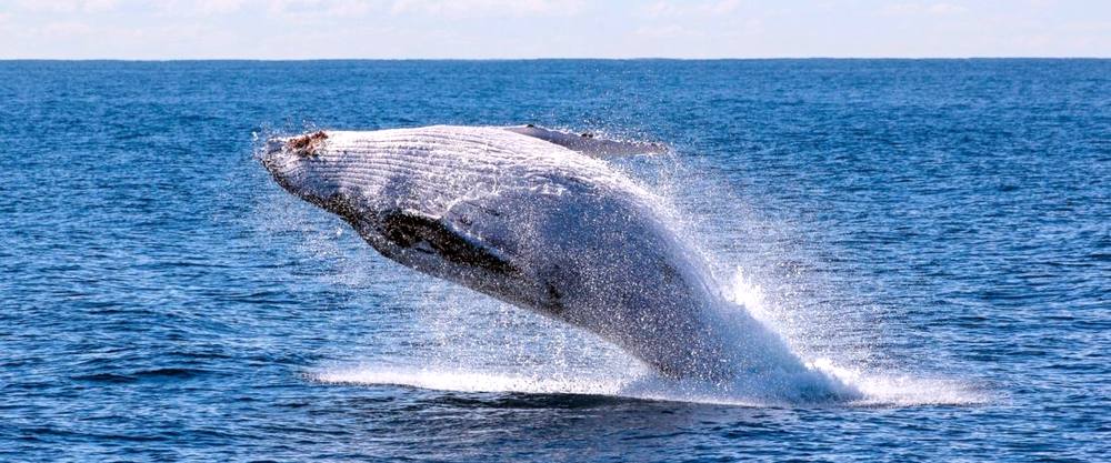 Une baleine bleue saute au-dessus de l'océan.