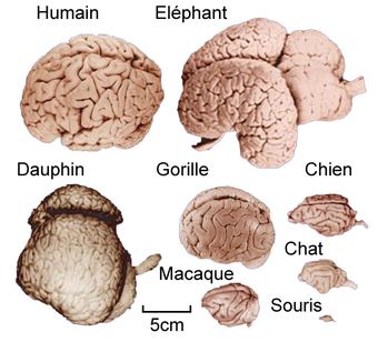 Un cerveau très massif !