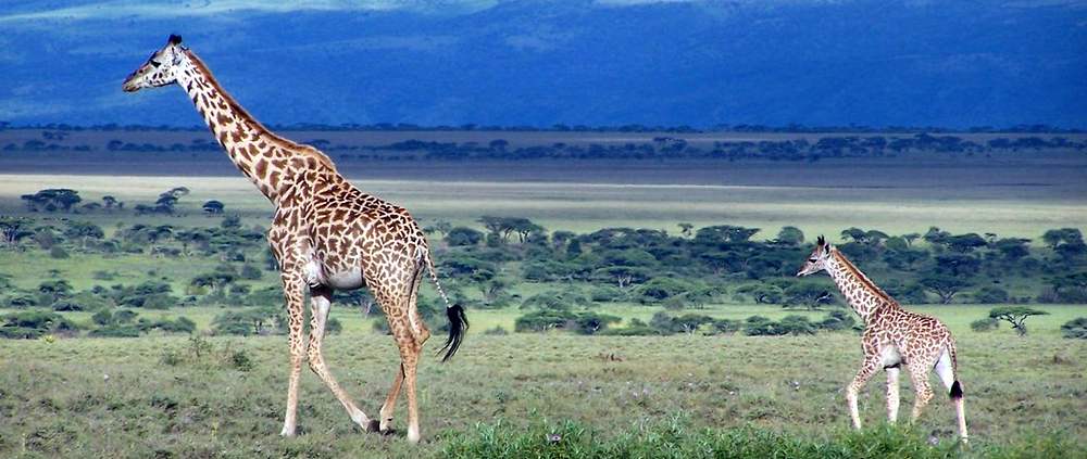 Une girafe et son petit, dans la savane.