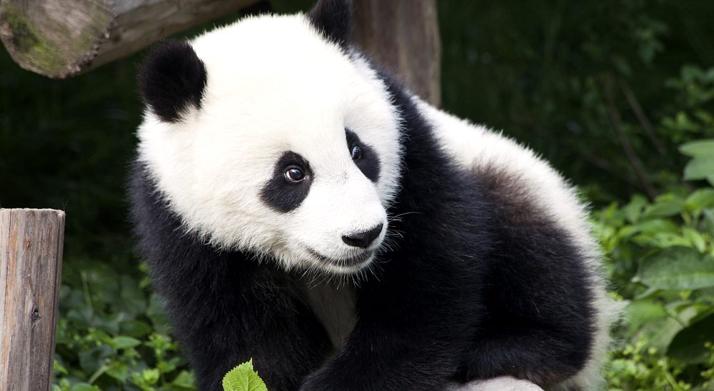 Les pandas, eux aussi sont menacés.