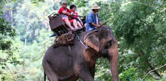 Le tourisme profite bien des éléphants pour s'amuser.