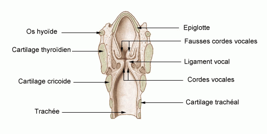 Détail de l'organe vocal des mammifères