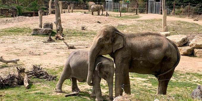 Parc animalier du département de l'Allier