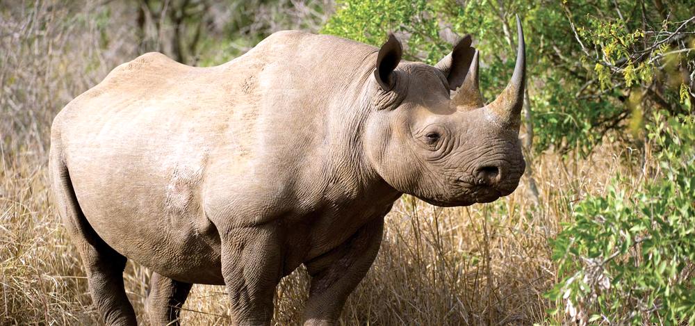 Les rhinocéros sont très braconnés à cause de leur corne au bout de leur museau.