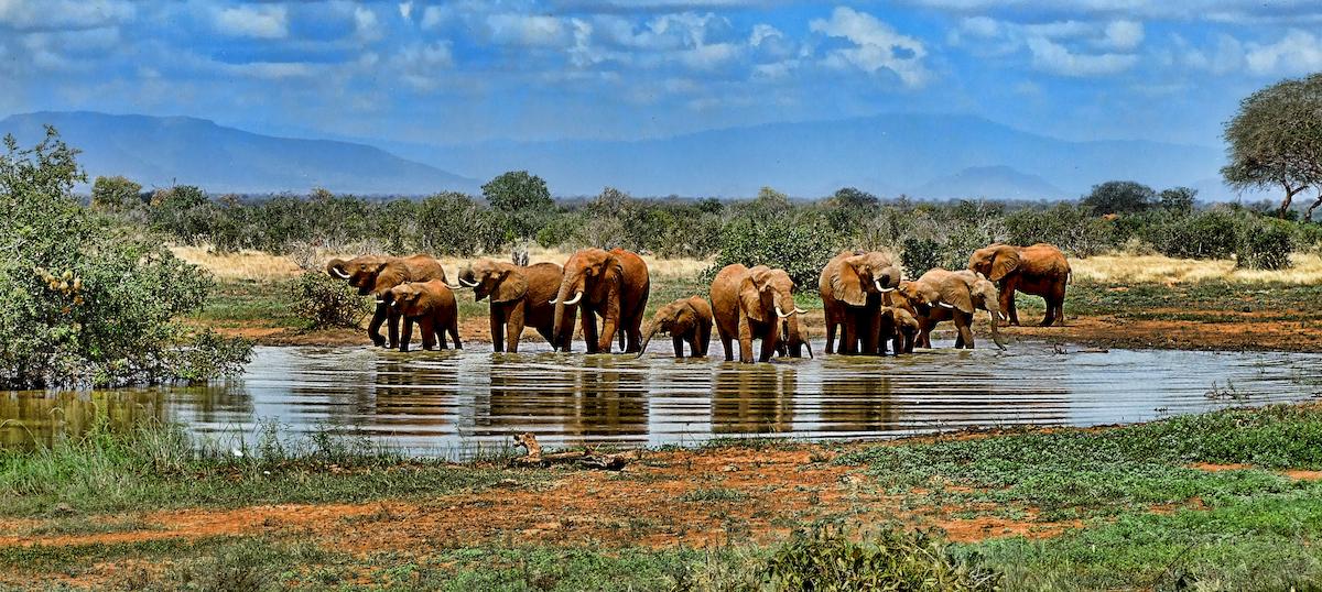 Troupeau d'éléphants qui se baignent dans l'eau, en pleine savane et par un grand soleil