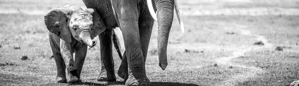 Un éléphanteau se balade avec sa maman.