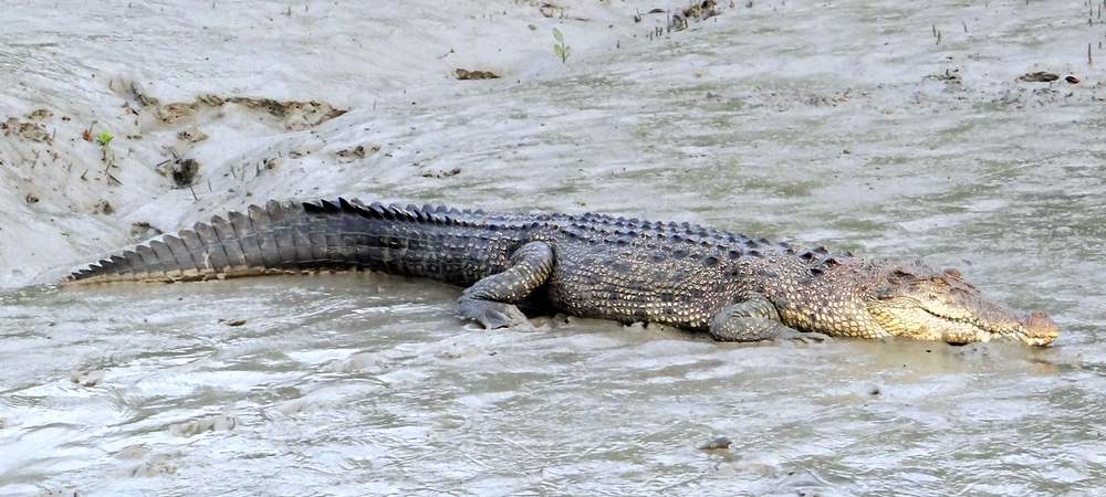 Un crocodile marin prêt à plonger dans un marais.