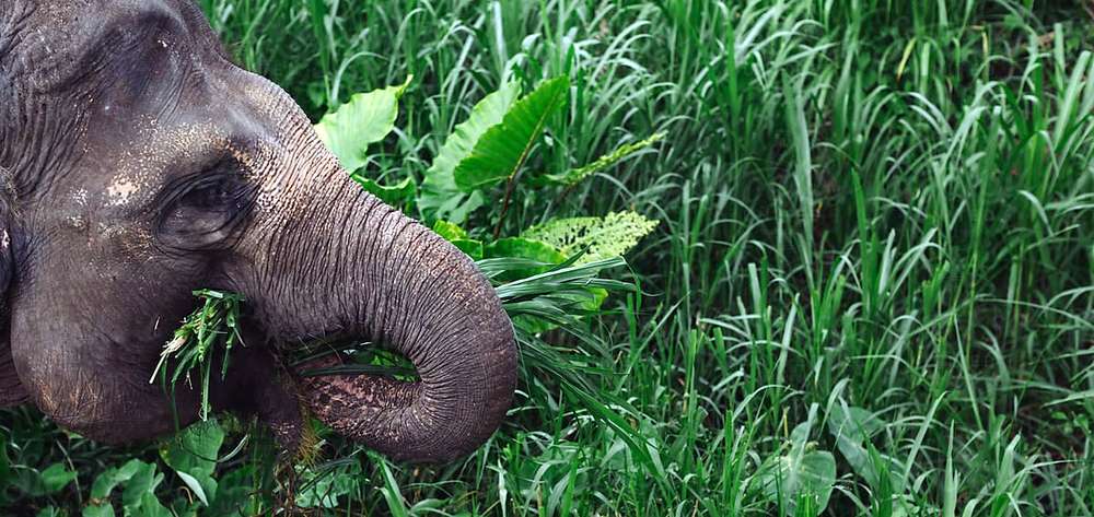 Un pachyderme consomme énormément de végétaux.