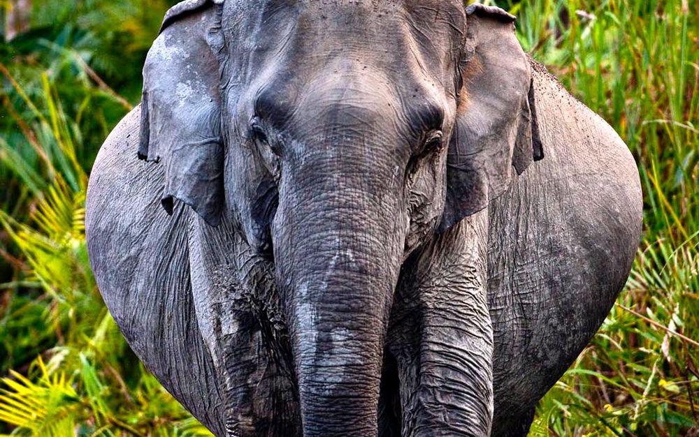 Une éléphante attend sa progéniture