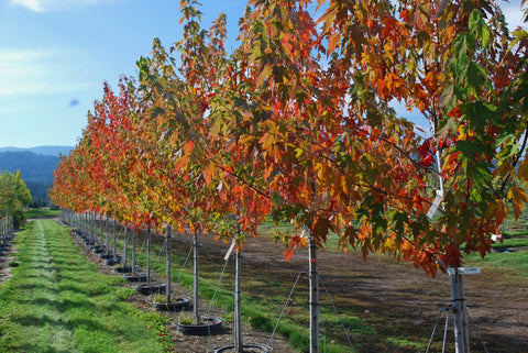 Sienna Glen Maple grown at Purple Springs Nursery in Armstrong BC