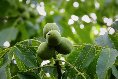 English Walnut Tree grown in Armstrong BC