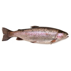 Fresh Rainbow Trout - each