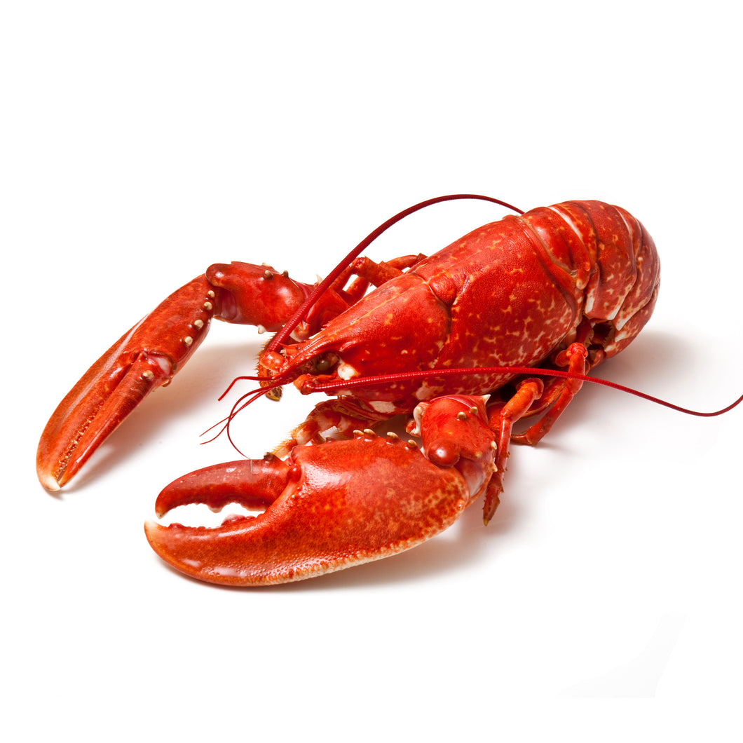 Cooked Lobster - each - 1.5-1.6 lbs