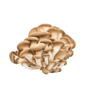 Exotic Oyster Mushrooms  - per lb
