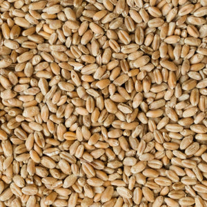 Organic Wheat Berries - per lb