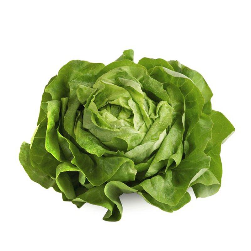 Hydro Boston Lettuce - each