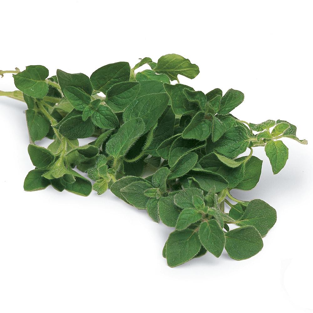 Oregano - per bunch