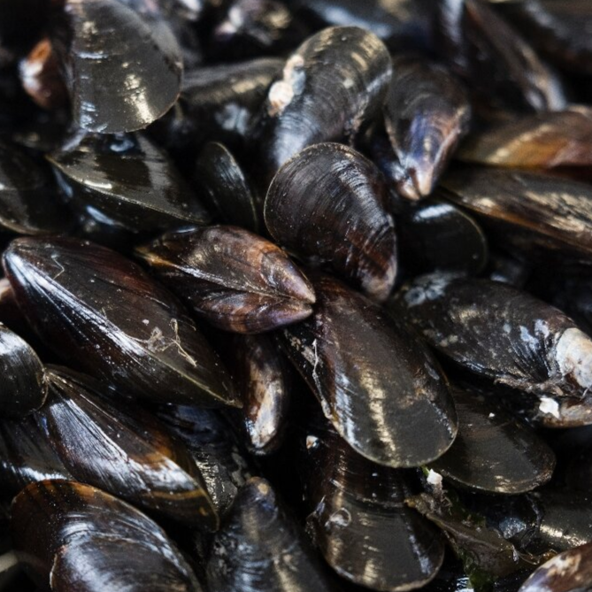Mussels - per lb