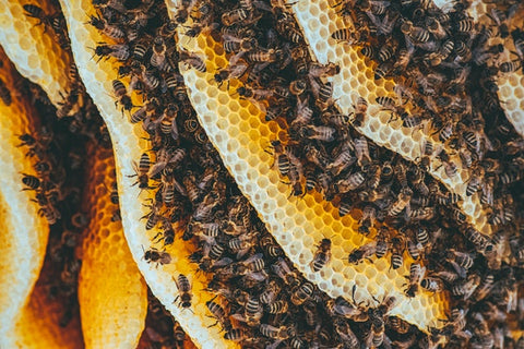 La cire d'abeille jaune bio épaississante et cicatrisante