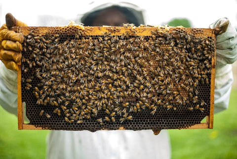 Film alimentaire à la cire d'abeille