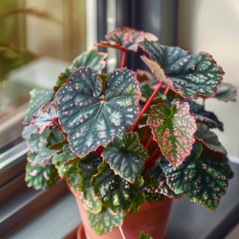 Growing Angel Wing Begonia for Beauty Protection The Ultimate Guide Heritage Apothecary
