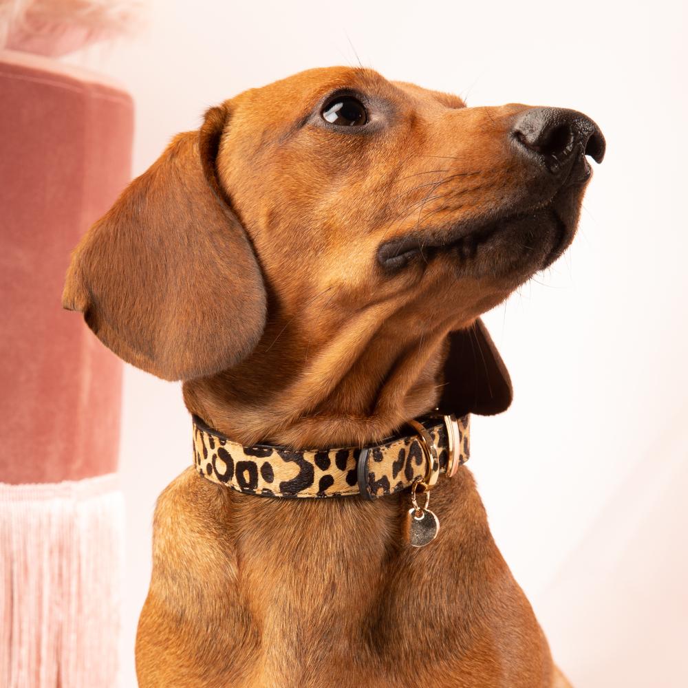 Wakker worden winkel cassette DOGITA - Luxe Fashion voor Honden – Dogita.nl