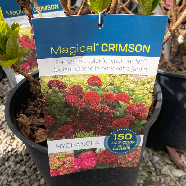 Image of Everlasting crimson hydrangea wreath