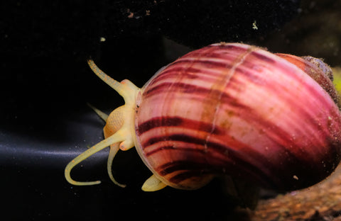 curious mystery snail
