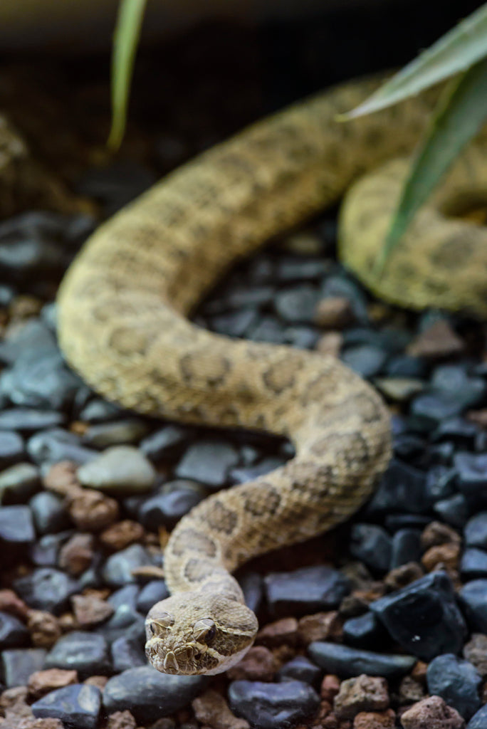 A Hopi Rattlesnake