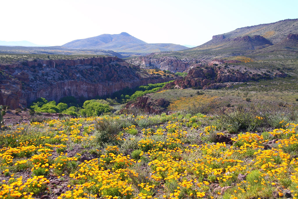 Wildflowers in the Lower Gila Box Canyon.