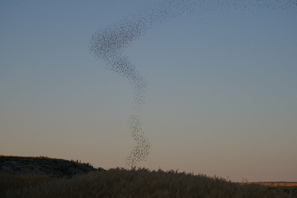 Birds swarm at twilight.