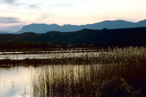 Bosque del Apache