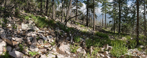 A forested mountain slope in new Mexico