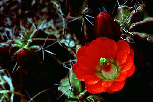 Claret Cup cactus blooms up close