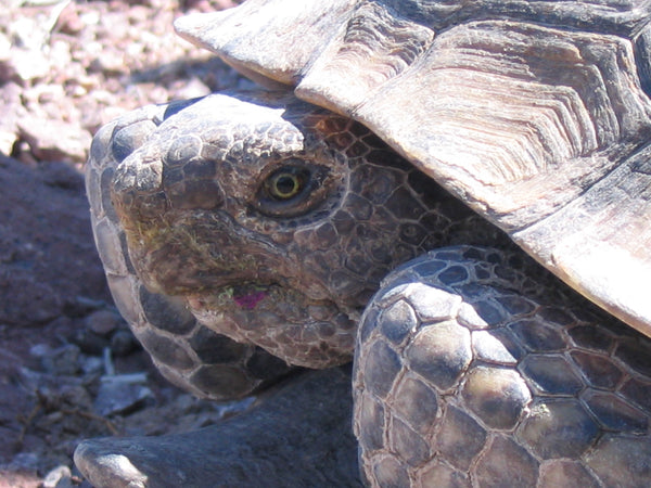 A mojave desert tortoise