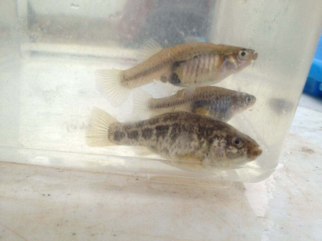 Three Pecos pupfish in an observation tank