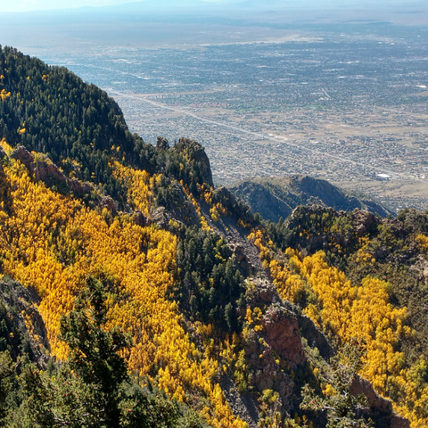 Aspen trees from the top of the Sandia Mountains, Cibola National forest