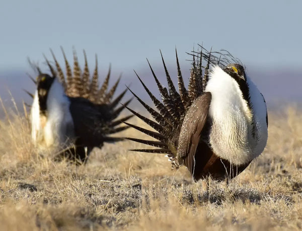 Two sage-grouse in a prairie setting.