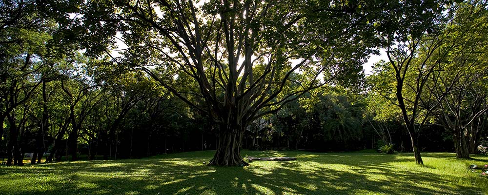 bodhi tree buddha