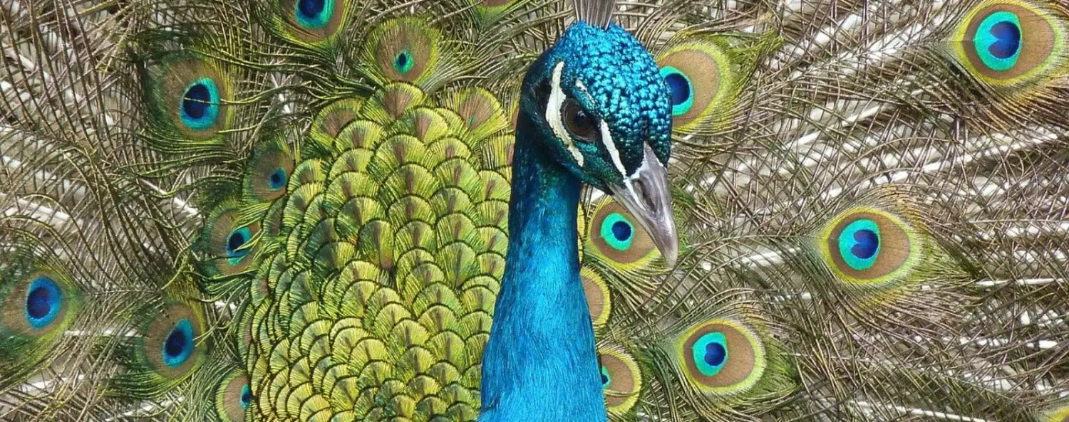 peacock buddhism